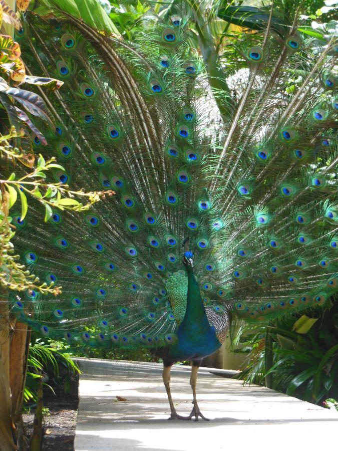 Hotel Playazul Barahona Buitenkant foto